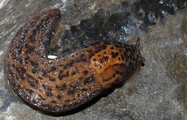 Limax cf maximus da Slovenia