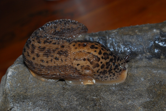 Limax cf maximus da Slovenia