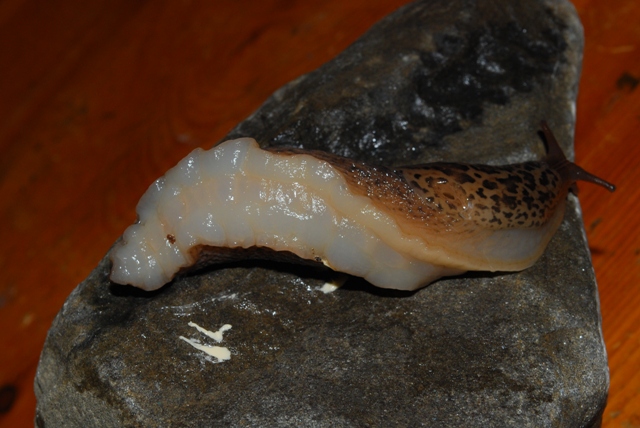 Limax cf maximus da Slovenia