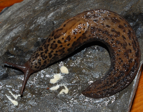 Limax cf maximus da Slovenia