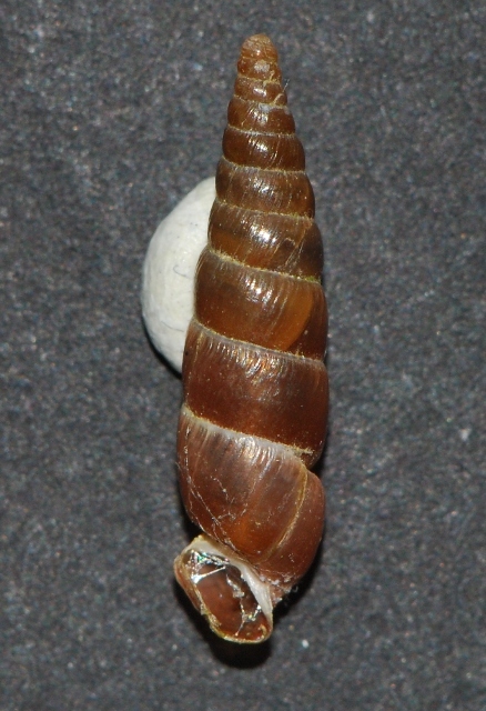 Cochlodina laminata insulana e C.costata curta .Croazia