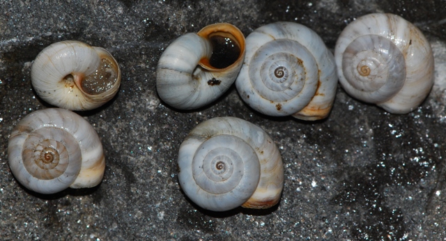 Quesito per Willy - Xeropicta derbentina