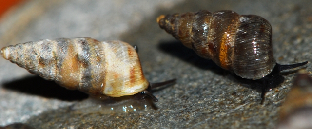 Toffolettia striolata (Porro, 1840)