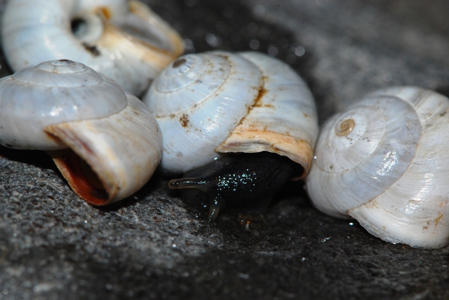 Quesito per Willy - Xeropicta derbentina