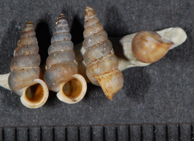 Cochlostoma patulum Francia