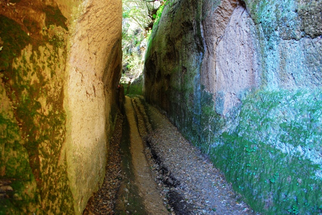 Lymnaea sp. Pitigliano (GR)