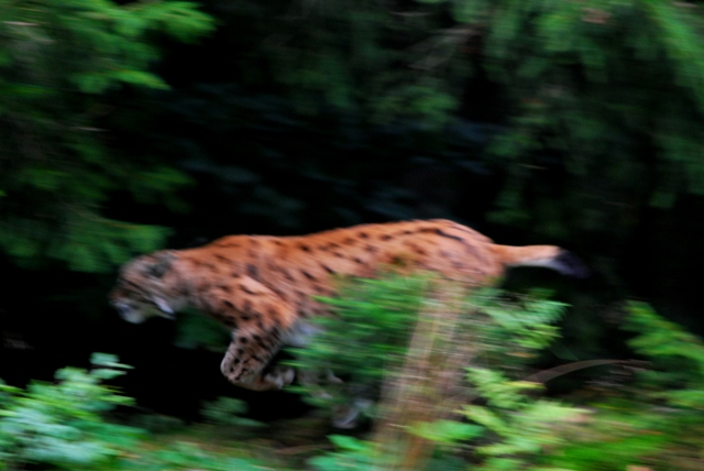 lince in movimento
