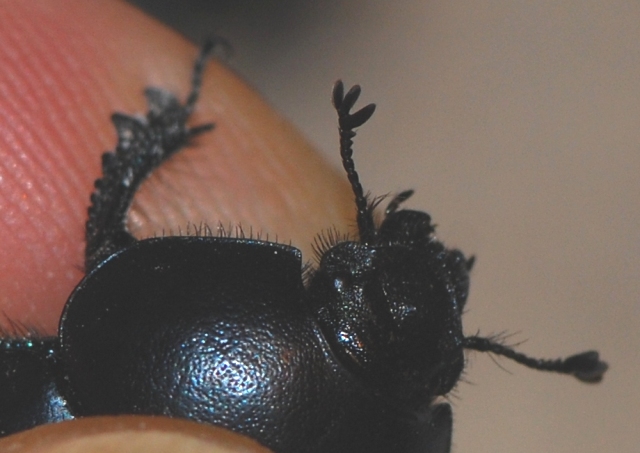Aiuto con Thorectes intermedius