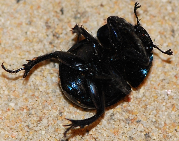 Aiuto con Thorectes intermedius