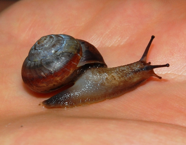 Bradybaena fruticum ed Arianta chamaeleon