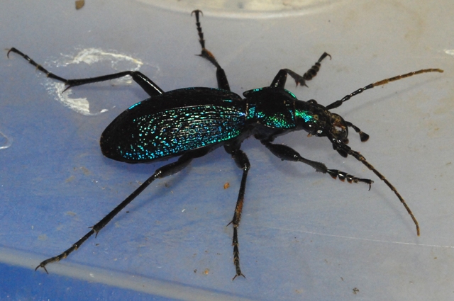 Carabidae Moravia: Carabus intricatus