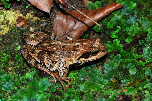 Rana dalmatina ???? Rana temporaria