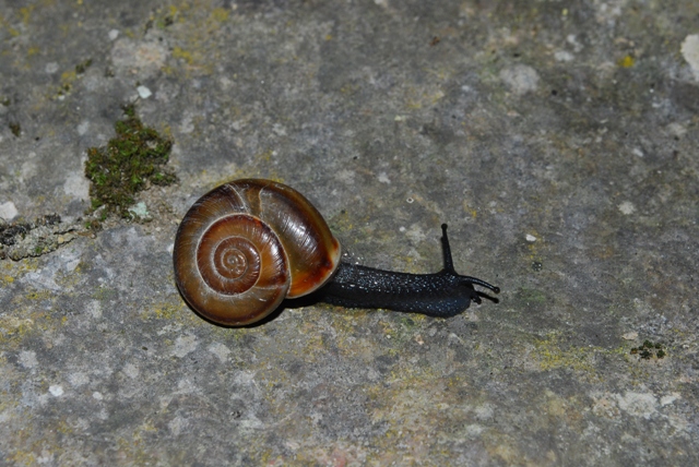 Chilostoma achates - Stiria Austria