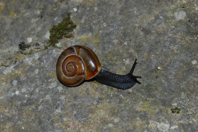 Chilostoma achates - Stiria Austria