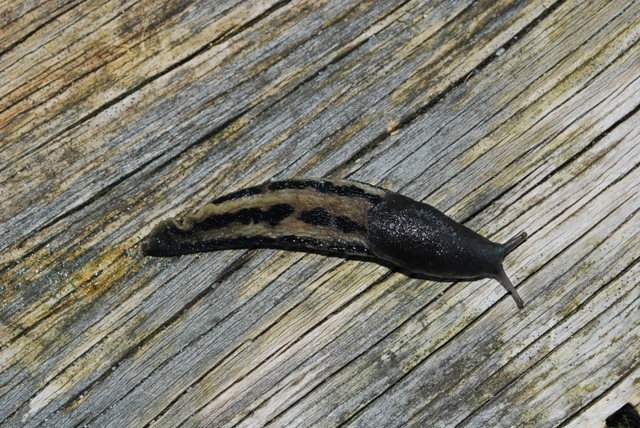 Limax cinereoniger del Gesuse - Austria