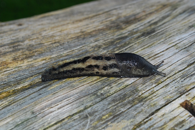 Limax cinereoniger del Gesäuse - Austria
