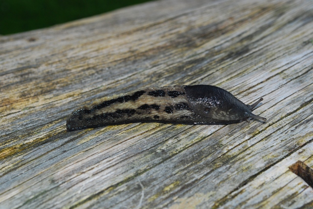 Limax cinereoniger del Gesuse - Austria