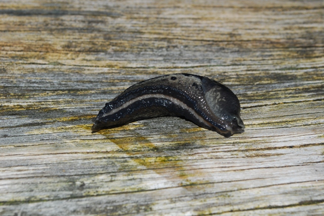 Limax cinereoniger del Gesäuse - Austria