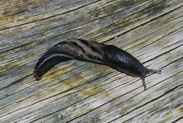 Limax cinereoniger del Gesäuse - Austria