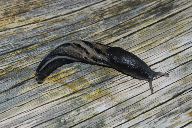 Limax cinereoniger del Gesuse - Austria