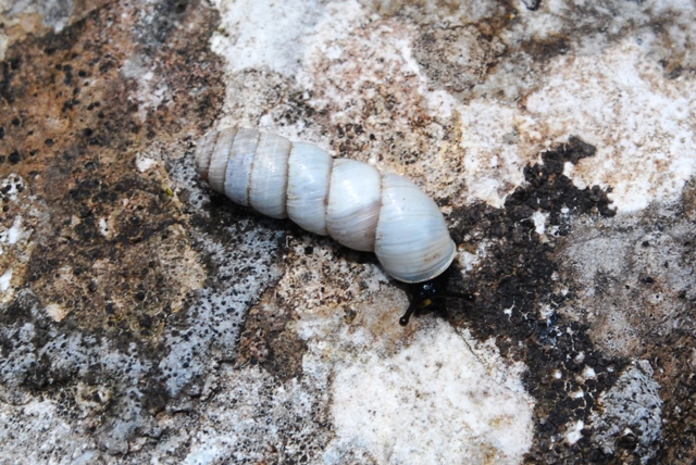 Cylindrus obtusus (Draparnaud 1805)