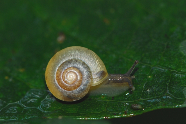 Urticicola umbrosus ?