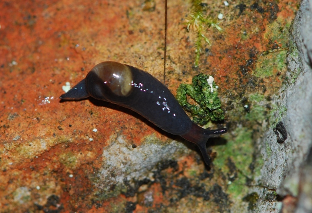 Vitrinidae Gesause Austria