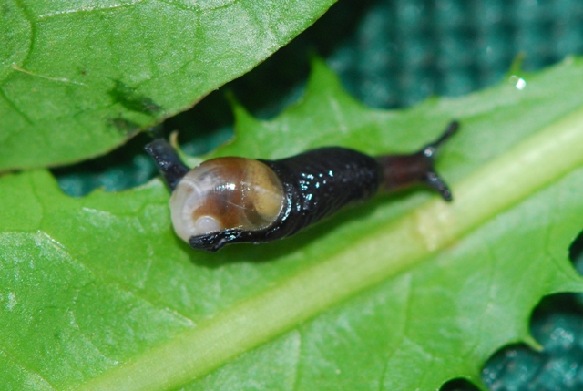 Vitrinidae Gesause Austria