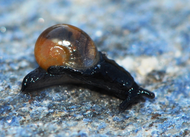 Vitrinidae Grossglockner: Eucobresia nivalis