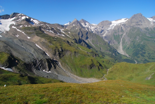 Vitrinidae Grossglockner: Eucobresia nivalis