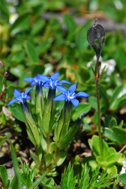 Vitrinidae Grossglockner: Eucobresia nivalis