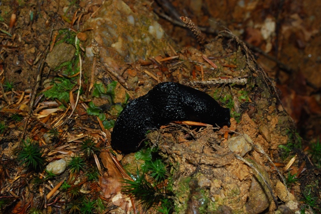 Limax cinereoniger nero austriaco