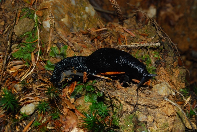 Limax cinereoniger nero austriaco
