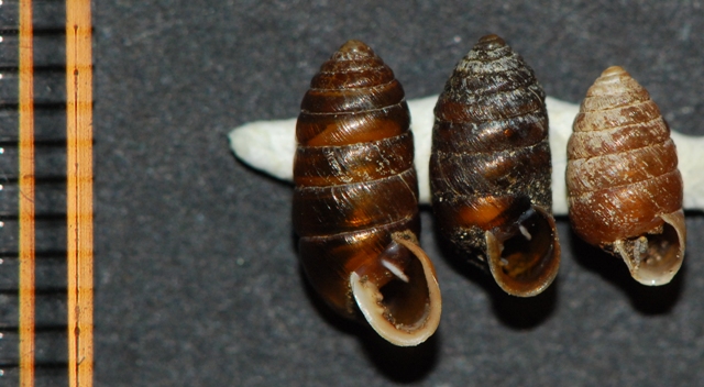 Orcula dolium Gesause Austria Stiria