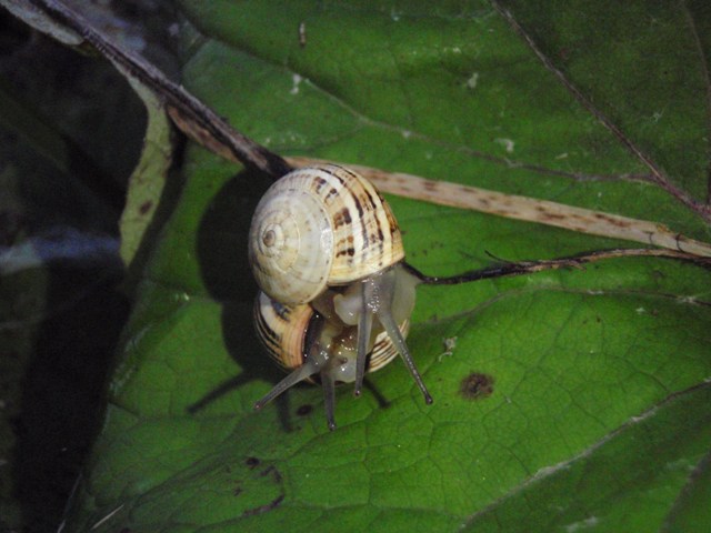 Theba pisana accoppiamento Normandia