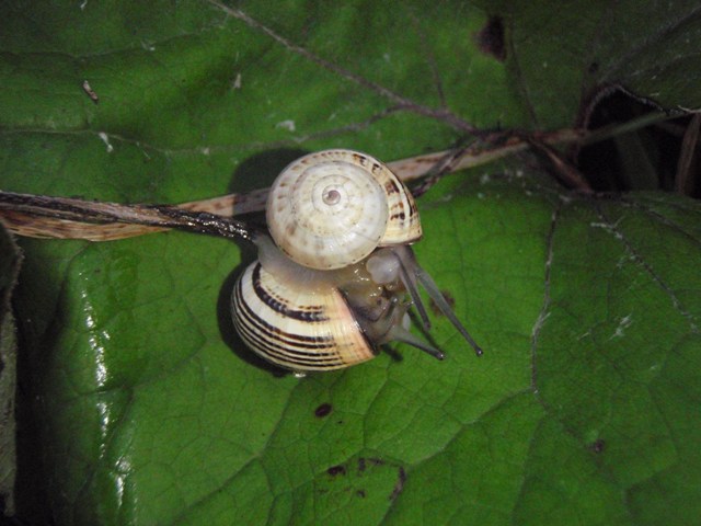 Theba pisana accoppiamento Normandia