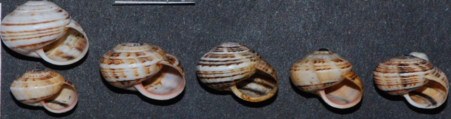 Theba pisana - Sardegna