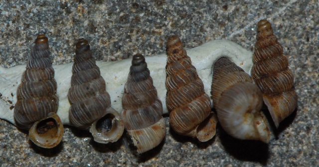 Cochlostoma cf scalarinum - Cres, Croazia