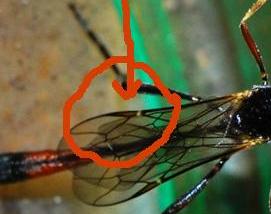 Ammophila laevicollis? No, Ichneumonidae Anomaloninae