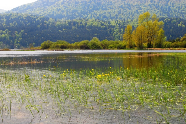 Viviparus viviparus - da: Cerknica  Cerkniko jezero