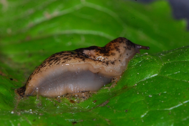 Deroceras reticulatum milanese