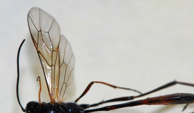 Ammophila laevicollis? No, Ichneumonidae Anomaloninae