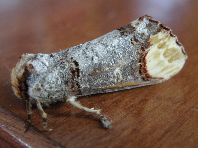 Noctuidae? - No, Notodontidae: Phalera bucephala