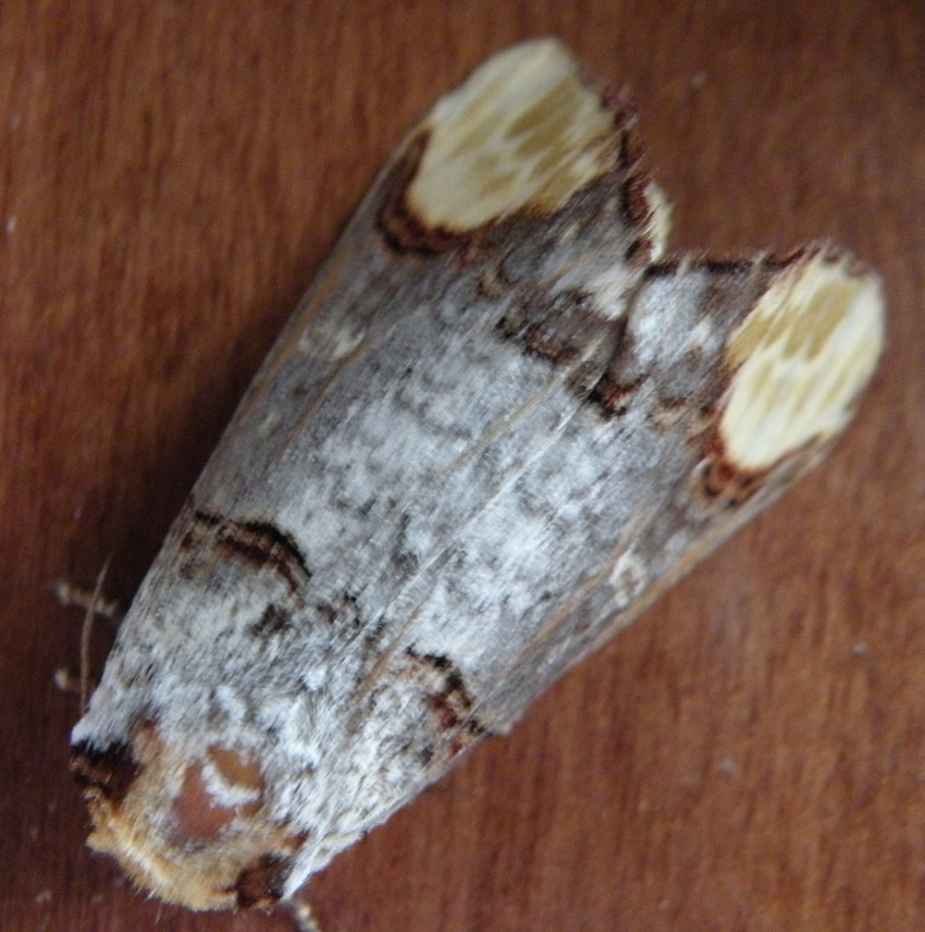 Noctuidae? - No, Notodontidae: Phalera bucephala