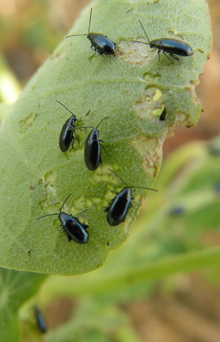 Chrysomelidae Altica ?  Phyllotreta nigripes