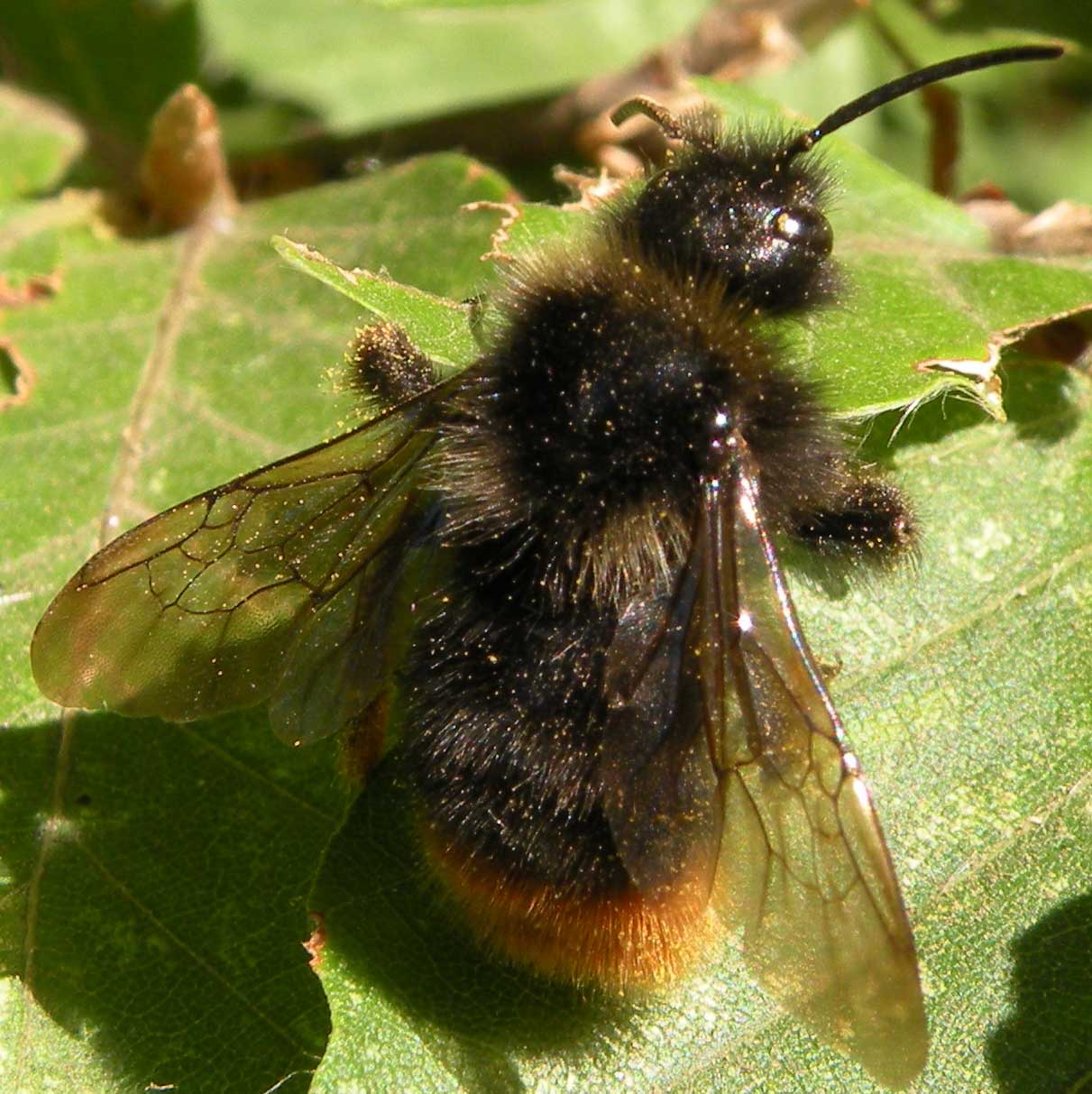 Bombus lapidarius o ruderarius amiatino