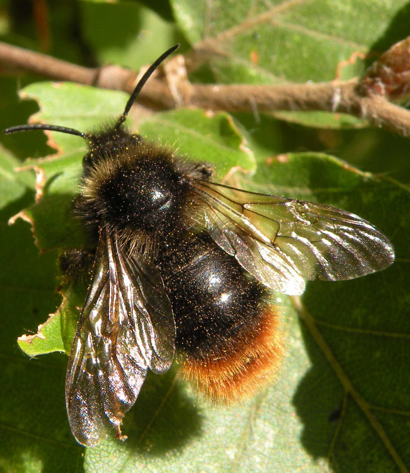 Bombus lapidarius o ruderarius amiatino