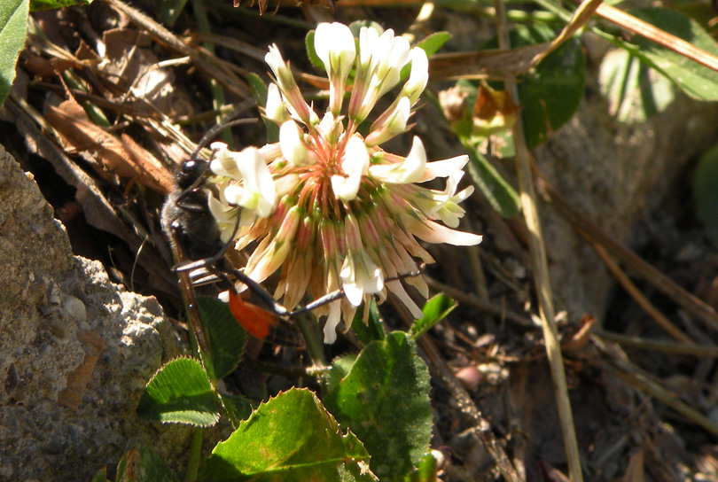 Ancora M. Amiata (Palmodes o Padalonia- Sphecidae)