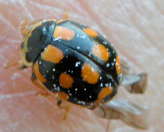 Coccinula quatuordecimpustulata?