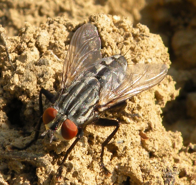 Sarcophaga Carnaria?